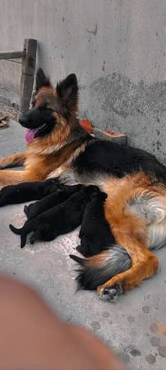 German Shepherd long coat puppy for sale mother category badi dog