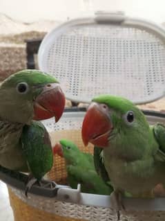 Pahari Parrot Chicks