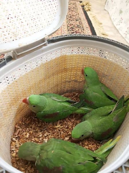 Pahari Parrot Chicks 1