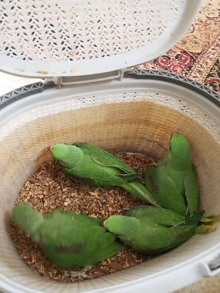 Pahari Parrot Chicks 2