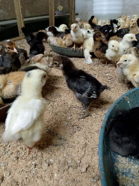 chicks goldren misri 18 days full  active& healthy # 03142243657 0