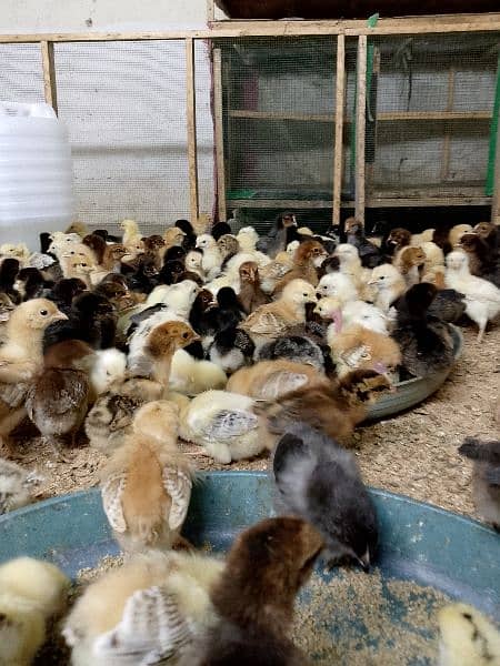 chicks goldren misri 18 days full  active& healthy # 03142243657 1