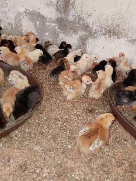 chicks goldren misri 18 days full  active& healthy # 03142243657 2