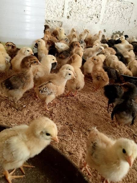 chicks goldren misri 18 days full  active& healthy # 03142243657 3