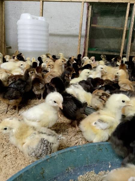 chicks goldren misri 18 days full  active& healthy # 03142243657 4