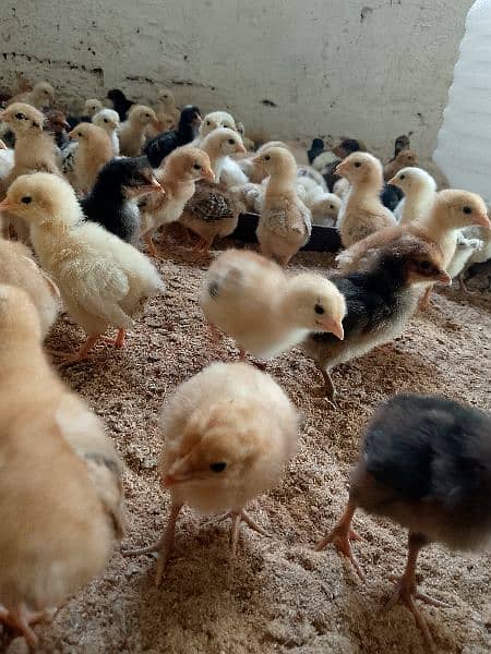 chicks goldren misri 18 days full  active& healthy # 03142243657 7