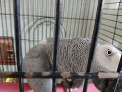 African Grey parrot with talking