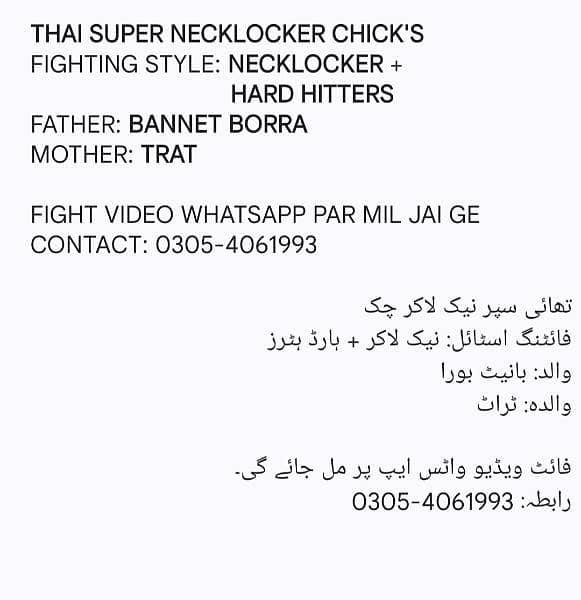 Super Necklocker Thai Chicks[0305-4061993] 1