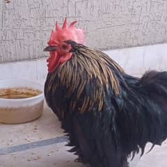 Black buff breed male hen