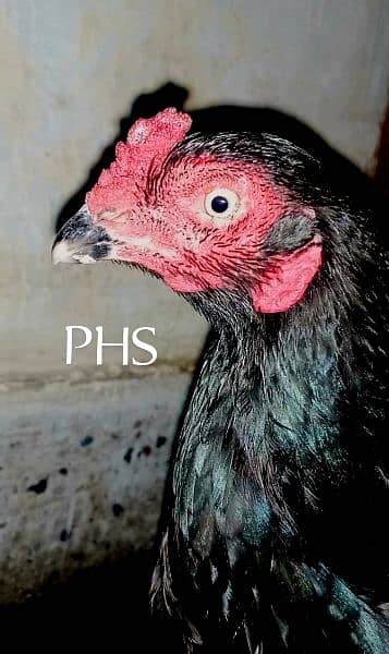 Lassani 3 breeder Hens 3