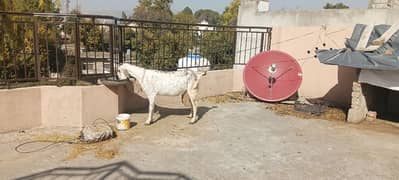 beetal cheena cross goat with female kid 0