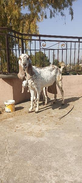 beetal cheena cross goat with female kid 3