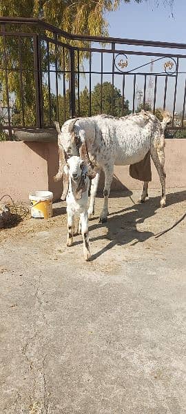 beetal cheena cross goat with female kid 4
