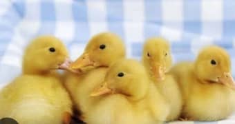 Duck Chicken available Whatsapp 03436282172