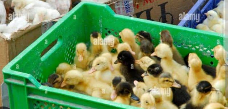 Duck Chicken available Whatsapp 03436282172 2
