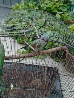 Raw parrot Pair available for sell fully hand tamed and talkative pair