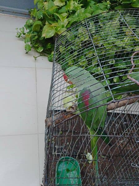 Raw parrot Pair available for sell fully hand tamed and talkative pair 2