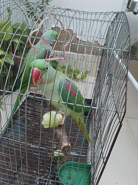 Raw parrot Pair available for sell fully hand tamed and talkative pair 3