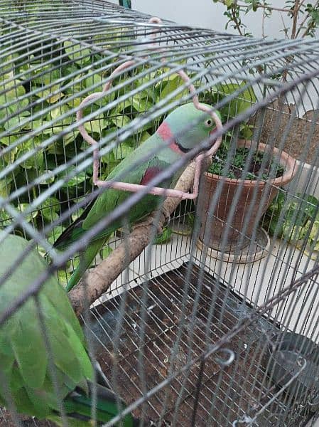 Raw parrot Pair available for sell fully hand tamed and talkative pair 4