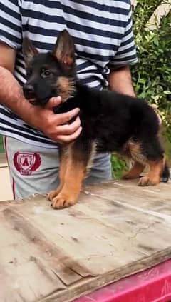 pedigree puppy german shepherd