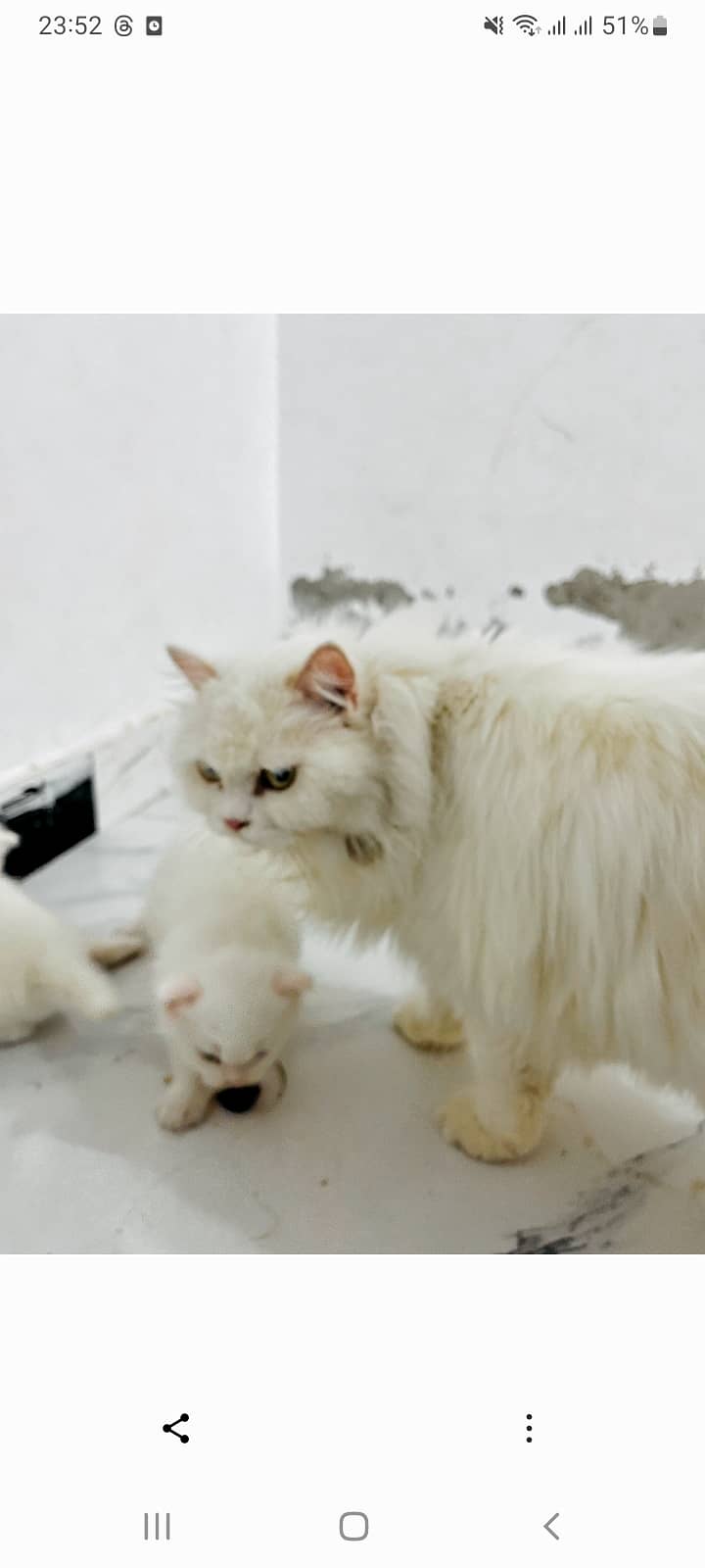 Cat with 3 kittens 4