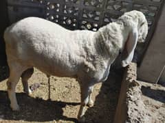 Dumba Sheep, Healthy and Active Ghar ka Pala hoa hai