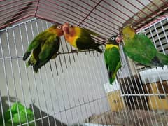 lovebird all for sale 4 pathay 6 Adult 0