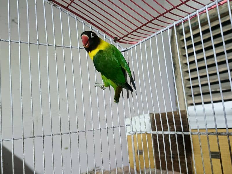 lovebird all for sale 4 pathay 6 Adult 1