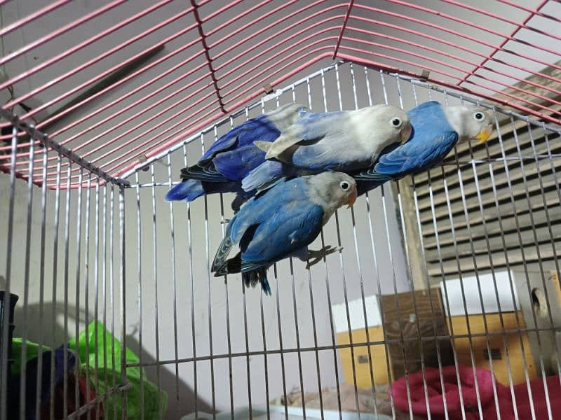 lovebird all for sale 4 pathay 6 Adult 2