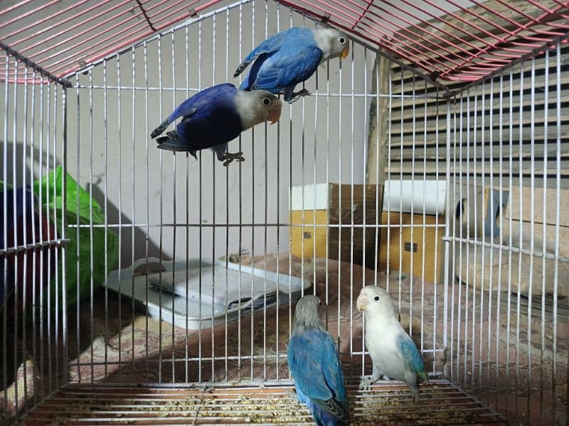 lovebird all for sale 4 pathay 6 Adult 3