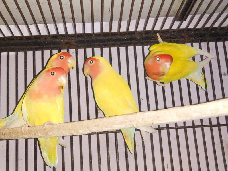 lovebird all for sale 4 pathay 6 Adult 4