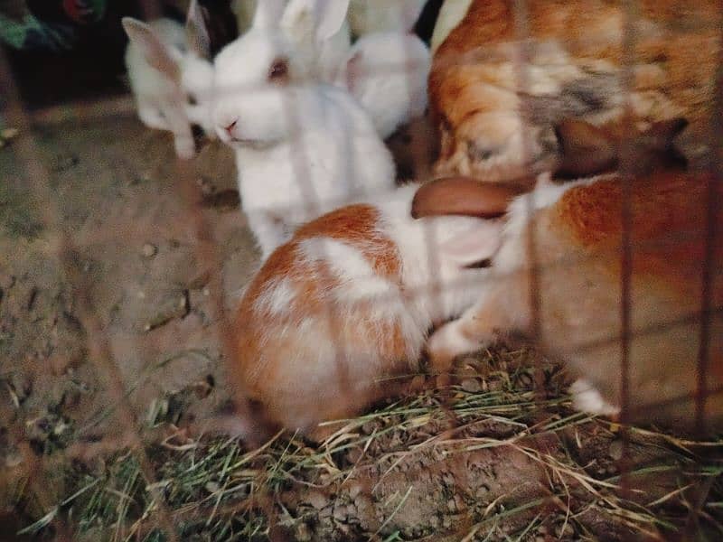 baby rabbits 0
