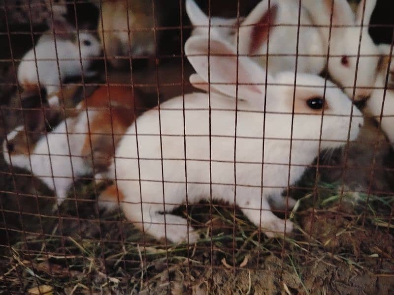 baby rabbits 2
