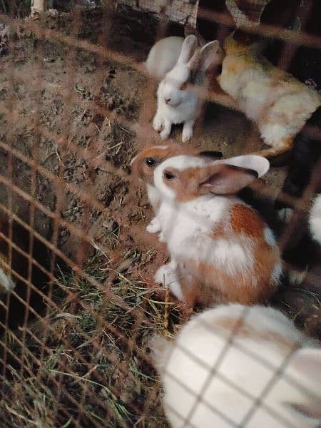 baby rabbits 3