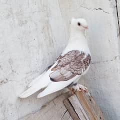 Sentinents pigeon  سینٹی نیٹ کبوتر