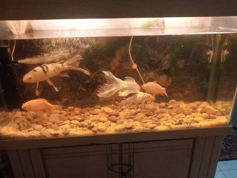 my aquarium is 4 fit this sel. 2