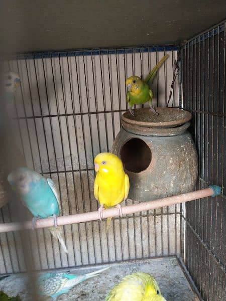 Budgie Parrots For Sale Pair 750 0