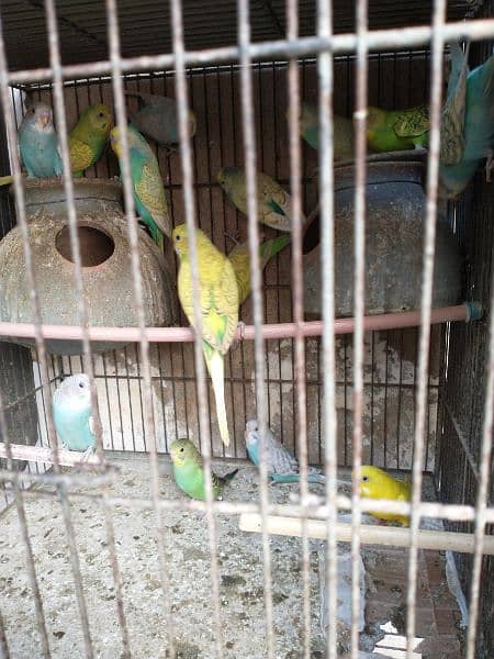 Budgie Parrots For Sale Pair 750 3