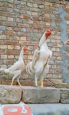 white shamo chiks 3 chiks 20 day kay or 2 chiks 35 day 0