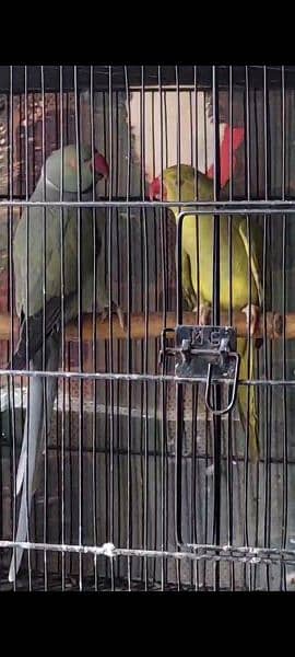 Yellow Ringneck and Recessive Pied Breeder Pair 7