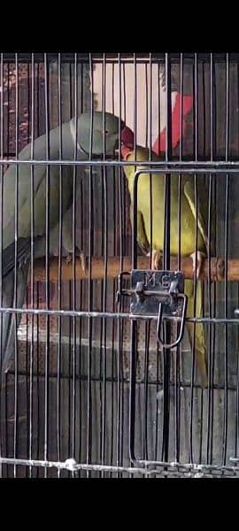 Yellow Ringneck and Recessive Pied Breeder Pair 8