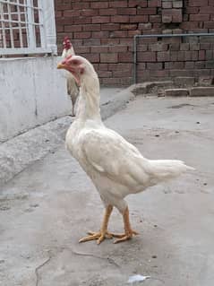 High quality aseel hens 0