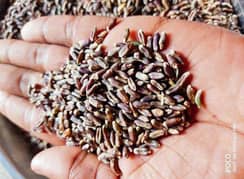 Black Wheat For Sale 0