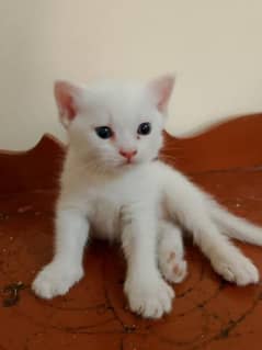 beautiful white kitten for sale