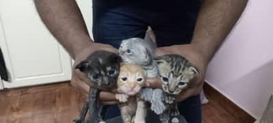 cat babiee are 2 month old