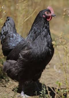 Black asturlop hen