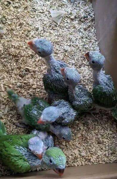 ringneck pair or ringneck Chick 0315/82/82/564 4