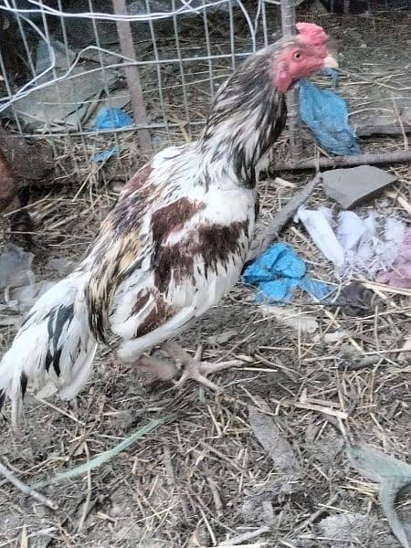 Aseel rosters and hens in affordable price. 1
