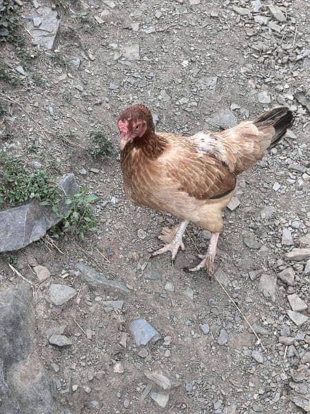 Aseel rosters and hens in affordable price. 5