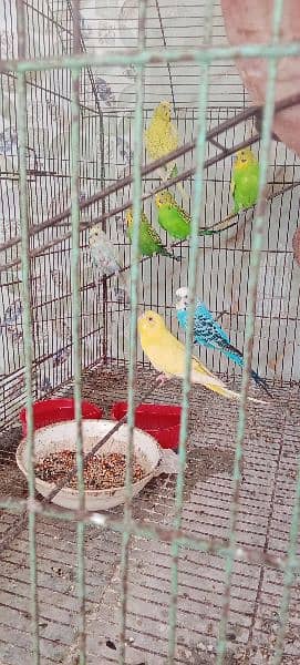 Australian bajri parrots full adults ph03020641418 3